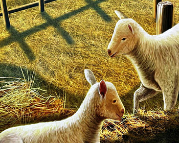 Cute Animals, Animals, painting, art, sheep, cute, lambs, nature HD wallpaper