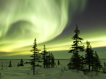 Aurora boreal, nature, aurora, sunrise, tree HD wallpaper