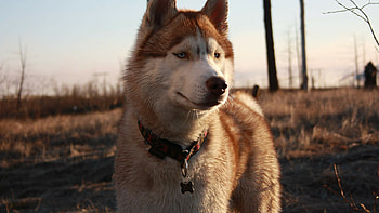 Artistic Husky print, Loyal breed, Dog lover's delight, Animal-themed masterpiece HD wallpaper