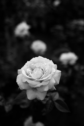 Flowers, Flower, Plant, Rose Flower, Rose, Bw, Chb HD phone wallpaper