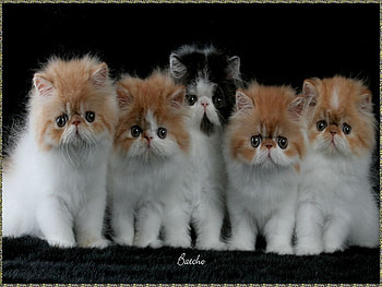Five Little Kittens, white, orange HD wallpaper