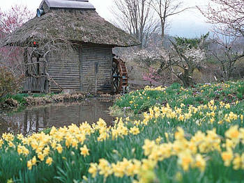 Rural Living, old shack, trees, garden, water wheel, flowers HD wallpaper