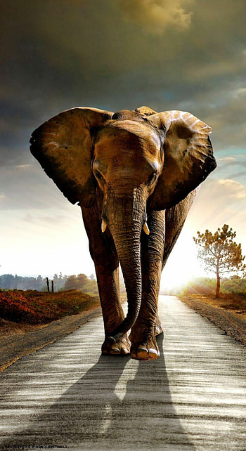Hipster elephant, Unique , Quirky style, Creative expression HD phone wallpaper