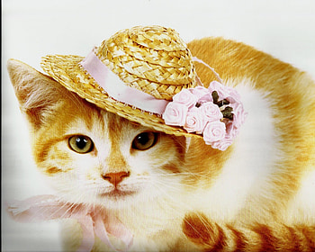 Cat, cute, paws, hat HD wallpaper