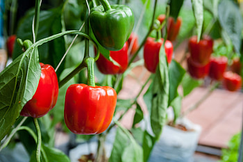 Paprika planting tips, Pepper care guide, Gardening advice, Beautiful garden addition HD wallpaper