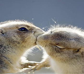 Kiss, animals, pets HD wallpaper