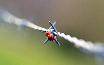 Macro, Couple, Pair, Metal, Ladybug, Ladybird, Wire HD wallpaper