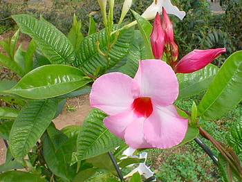 Mandevilla flowers, tropic, graphy, fragrant, popular, garden, perennial, pink, rock trampet, potatoe, pretty, prehistoric, green, vine, trumpet, mandevilla, nature, flowers HD wallpaper