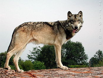 Tristain as a Grown Wolf, grey wolves, wolves, animals, logs, nature, tristain HD wallpaper