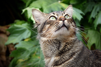 Animals, Up, Top, Cat, Fluffy, Muzzle, Sight, Opinion HD wallpaper