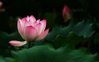 Lotus landscape, Tranquil scenery, Serene beauty, Harmonious nature HD wallpaper