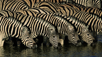 Thirsty Zebras, desert, people, entertainment, animals HD wallpaper