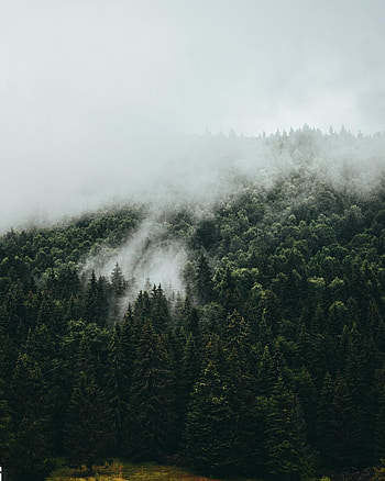 Nature, Trees, Sky, Forest, Fog, Fir, Spruce HD phone wallpaper