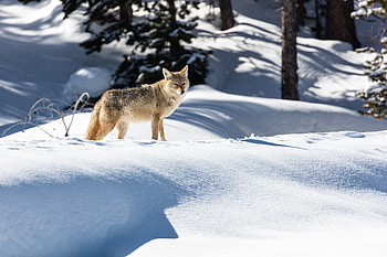 Animals, Snow, Predator, Grey, Wolf HD wallpaper