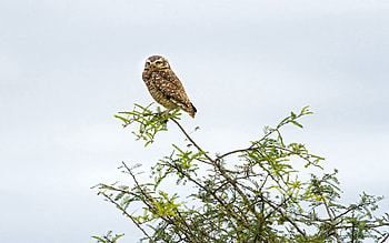 Animals, Nature, Owl, Bird HD wallpaper