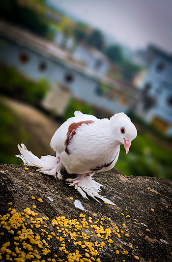 Pegion Bird natural, sky, feather HD phone wallpaper