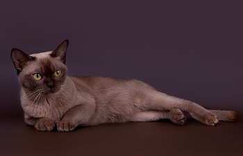 Burmese Cat lying down, Cute , Resting peacefully, Cat HD wallpaper