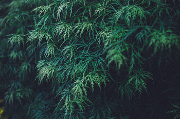 Nature, Leaves, Plant HD wallpaper