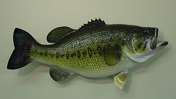 Largemouth Bass , 2048x1536 HD wallpaper