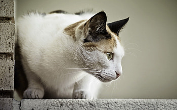 Animals, Sit, Cat, Muzzle, Spotted, Spotty, Profile HD wallpaper