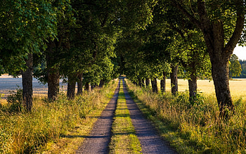 Avenue in Sweden, Sweden, trees, alley, avenue, road HD wallpaper