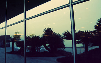 Palms, Building, Reflection, Miscellanea, Miscellaneous, Glass, Evening HD wallpaper