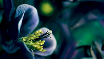 Amazing, blue, beautiful, flowers, yellow HD wallpaper