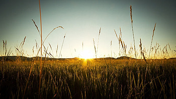 Nature, Sunset, Field, Rye HD wallpaper