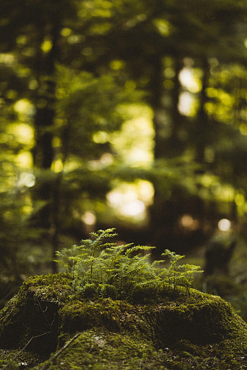 Nature, Plant, Forest, Moss, Stump HD phone wallpaper