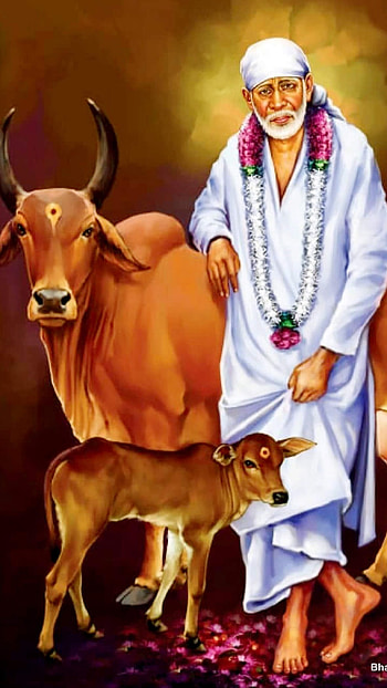 Sai Baba Live, Cow Background HD phone wallpaper