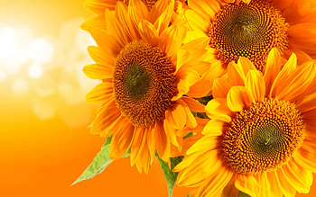 and View Full Size . This Orange and Yellow ... HD wallpaper