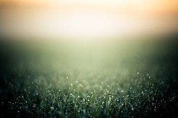 Grass, Background, Drops, Macro, Fog, Shadow HD wallpaper