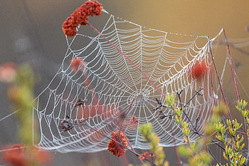 Web, Macro, Wet, Dew HD wallpaper