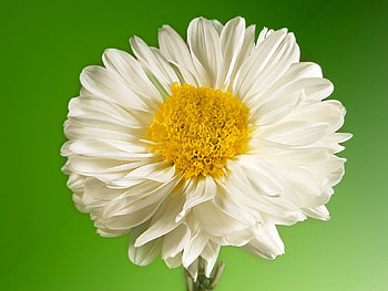 Background, Flower, Macro, Petals HD wallpaper