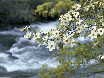 Plants, Landscape, Flowers, Rivers HD wallpaper