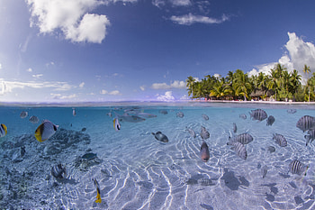 Tropical Fish, Animal, Fish, Lagoon, Palm Tree, Sea, Sky, Fishes HD wallpaper
