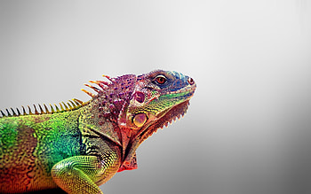 Animals, Lizards HD wallpaper