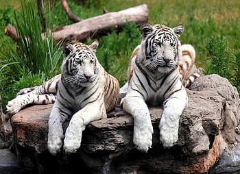 Just lying around, white, resting, pair, tigers, rock HD wallpaper