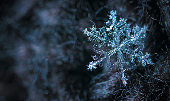 Snowflake, snowflake, macro HD wallpaper