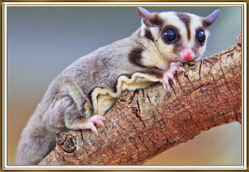 CUTE SUGAR GLIDER, NATURE, GLIDER, CUTE HD wallpaper