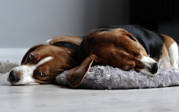 Couple, Beagles HD wallpaper