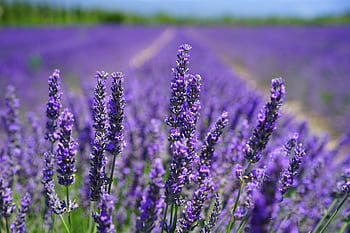 Vibrant purple lavender field in full bloom under a clear blue sky, capturing nature's beauty and tranquility. HD wallpaper