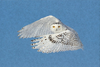 Flying Snowy Owl, winter, dom, snowy owl, snow, trees, nature, flying, forest HD wallpaper