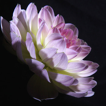 Close up, pink flower, bloom HD phone wallpaper