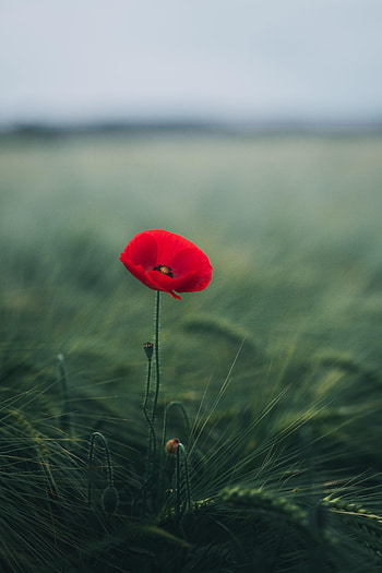 Flowers, Grass, Flower, Macro, Bloom, Flowering, Poppy HD phone wallpaper