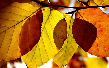 Autumn, Leaves, Macro, Form, Branch HD wallpaper