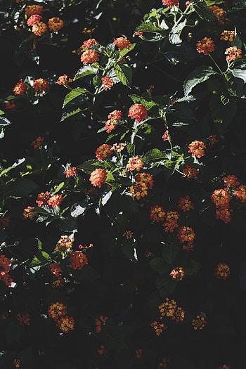 Flowers, Leaves, Bush, Bloom, Flowering HD phone wallpaper