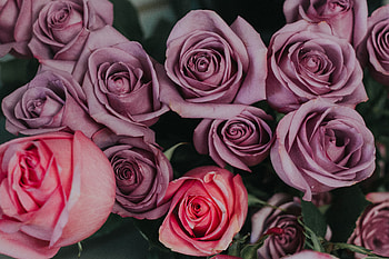 Flowers, Roses, Petals, Bouquet, Buds HD wallpaper
