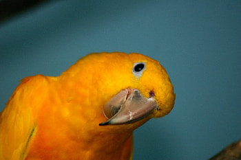 Curiouser and Curiouser, beak, bird, parrot, yellow HD wallpaper