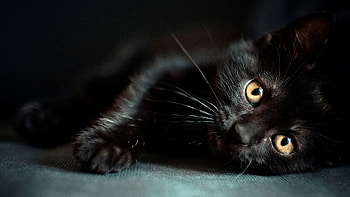 Animals, Cats HD wallpaper